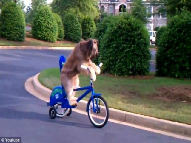 Ο απίθανος σκύλος που κάνει ποδήλατο (vid)