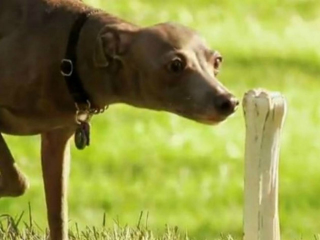 Απίστευτο βίντεο: Φάρσα σε σκύλο!