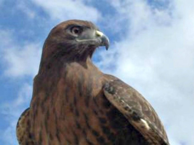 Πάτρα: Ένα γεράκι τους... διέκοψε το σεξ!