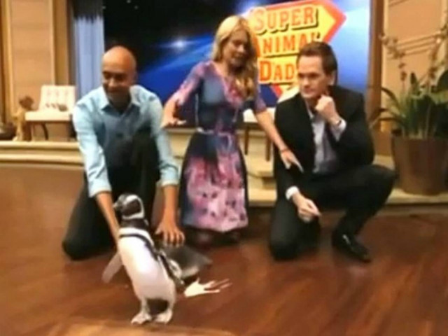 Πιγκουίνος πέρασε για... τουαλέτα το πλατό τηλεοπτικής εκπομπής