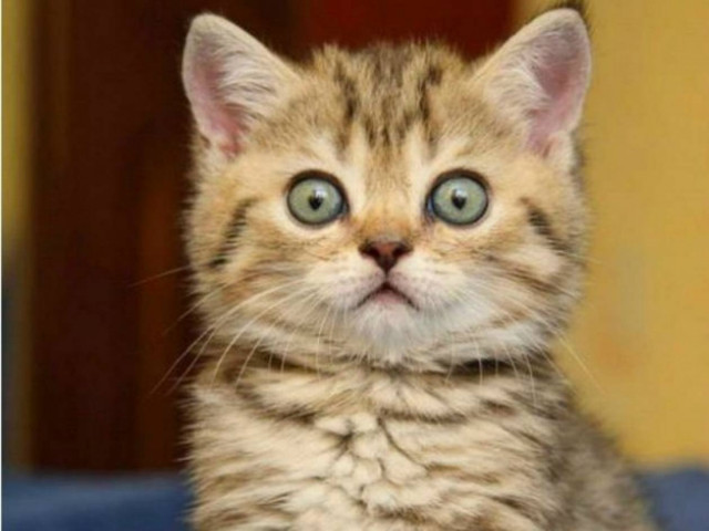 Απίστευτες εκφράσεις ζώων! (pics)