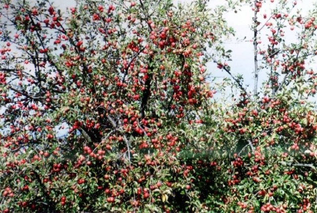 Γλίστρησε από κερασιά και σκοτώθηκε