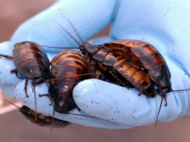 Κατσαρίδες: Τι βλέπουν οι άντρες και τι οι γυναίκες! (pic)