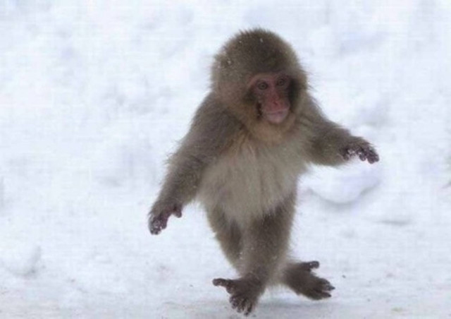 ΦΩΤΟ: Ζώα σε τρελά κέφια