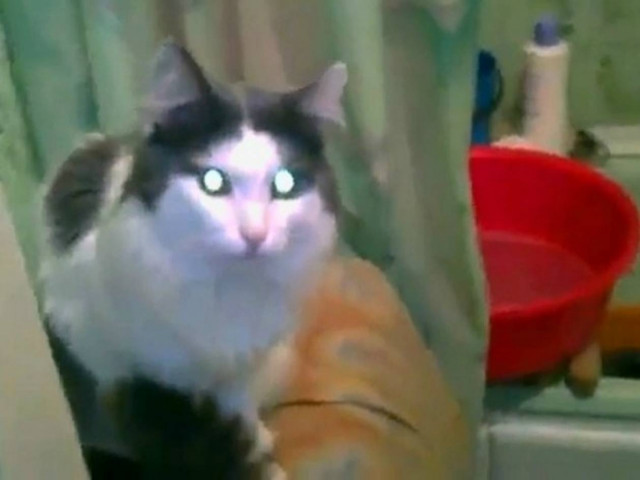 Αστείο βίντεο: Η γάτα που δεν θέλει να την ενοχλούν στο μπάνιο!