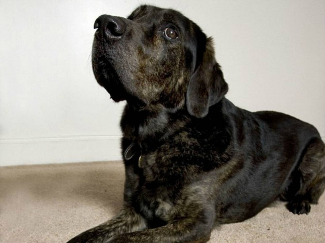 Σκύλος αλλεργικός στο κρέας! (pics)