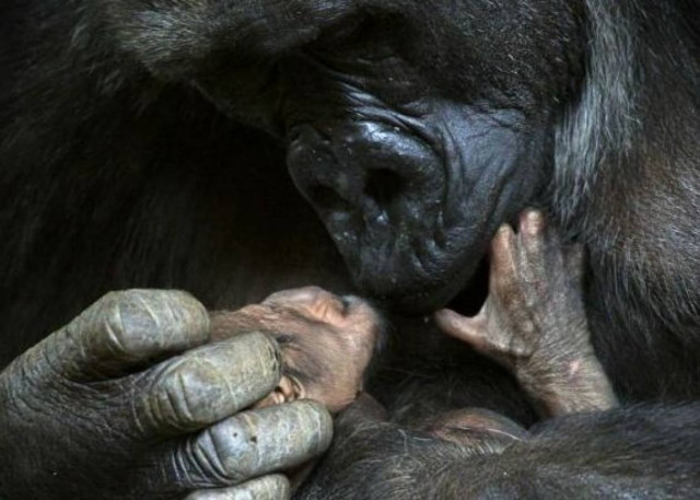 Η  αγκαλιά της μάνας (φωτο)