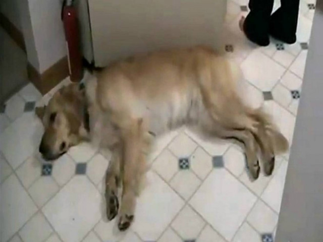 O πιο κουρασμένος σκύλος κατακτά το YouTube (vid)