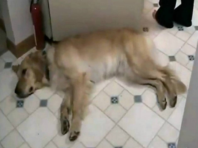 Βίντεο: Ο πιο κουρασμένος σκύλος του κόσμου!