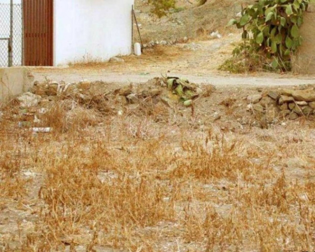 Στη φωτογραφία υπάρχει μία γάτα, μπορείτε να την εντοπίσετε; (pic)