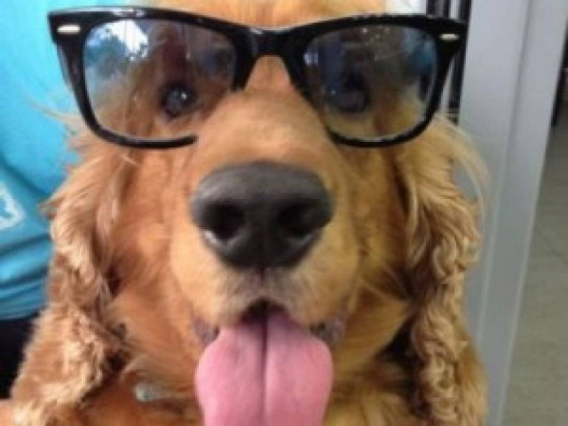 NINO: Ο σταρ που τρέλανε τους Έλληνες στο Facebook!