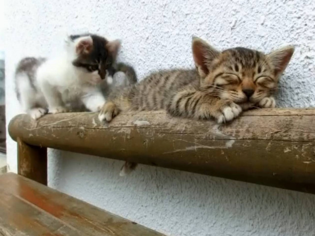 Βίντεο: Παιχνιδιάρικο γατάκι vs κοιμισμένου!