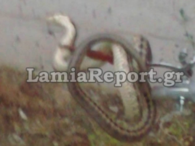 Λαμία: Φίδι μπήκε σε τριώροφη πολυκατοικία