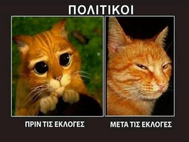«Γατάκια...πολιτικοί»: Η φωτογραφία που σαρώνει στο Facebook