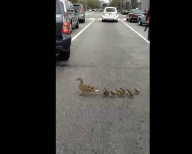 Βίντεο: Πάπια «σουλατσάρει» με τα παιδιά της σε λεωφόρο!