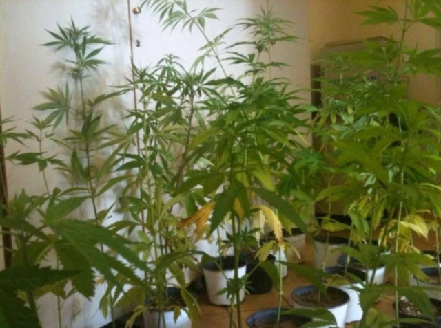 Καλλιεργούσαν χασίς στη Νάξο