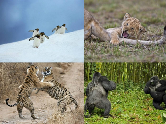 Εκπληκτικές φωτογραφίες από άγρια ζώα!