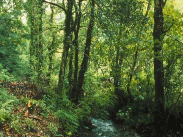 Κρυφή κάμερα συνέλαβε πολιτικό να κάνει σεξ στο δάσος!