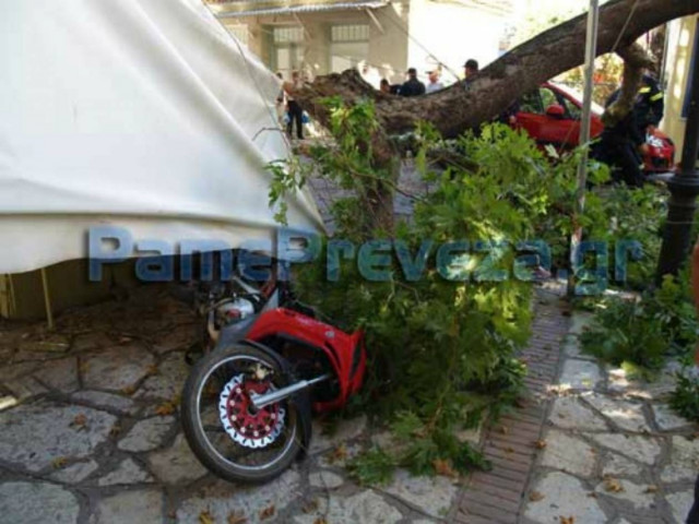 Πρέβεζα: Πλάτανος έπεσε πάνω σε διερχόμενα αυτοκίνητα (vid)