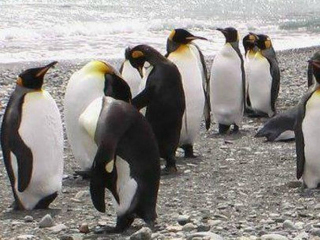 Φώκια κάνει photobombing σε φωτογραφία πιγκουίνων! (pic)