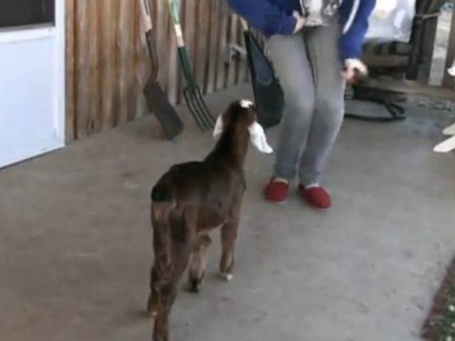 Ξεκαρδιστικό: Κατσικάκι κάνει χορευτικές φιγούρες!