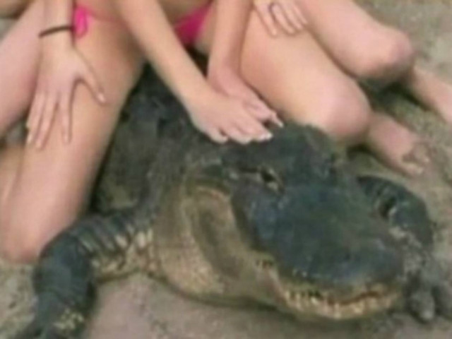 Αχ, και να ήμουν αλιγάτορας! (pics)