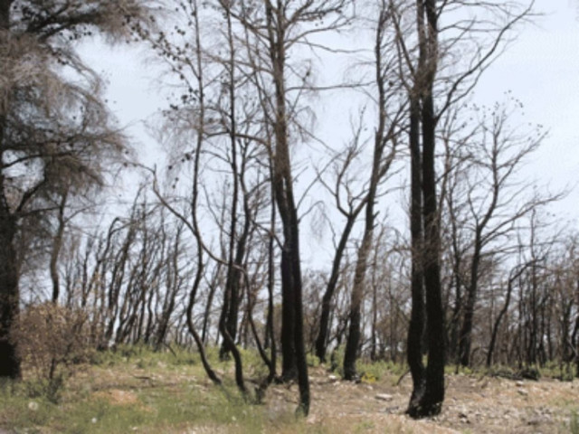 Υψηλός κίνδυνος εκδήλωσης πυρκαγιάς και σήμερα