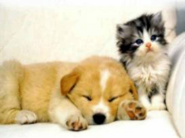 Υπέροχα πράγματα που μας μαθαίνουν τα κατοικίδια