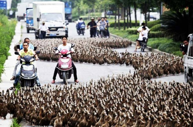 Κίνηση στους δρόμους...από πάπιες!