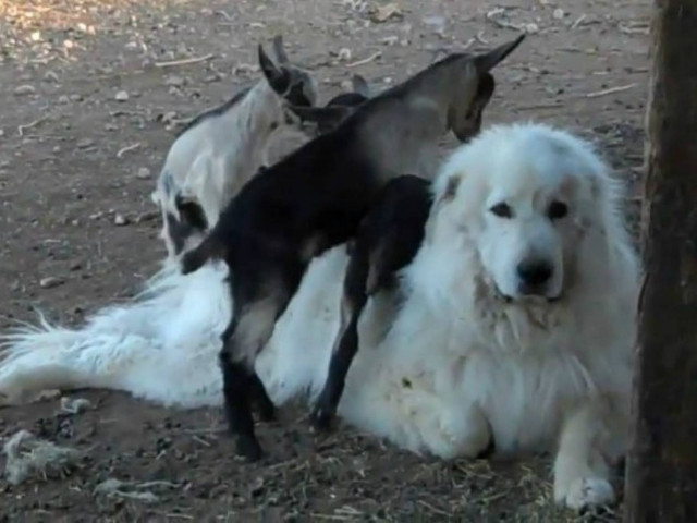 Βίντεο: Κατσικάκια σκαρφαλώνουν σε σκύλο!