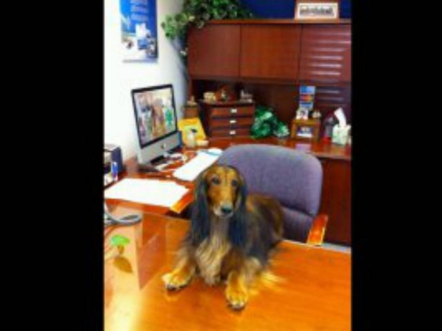 Όταν τα σκυλάκια πάνε γραφείο! (pics)