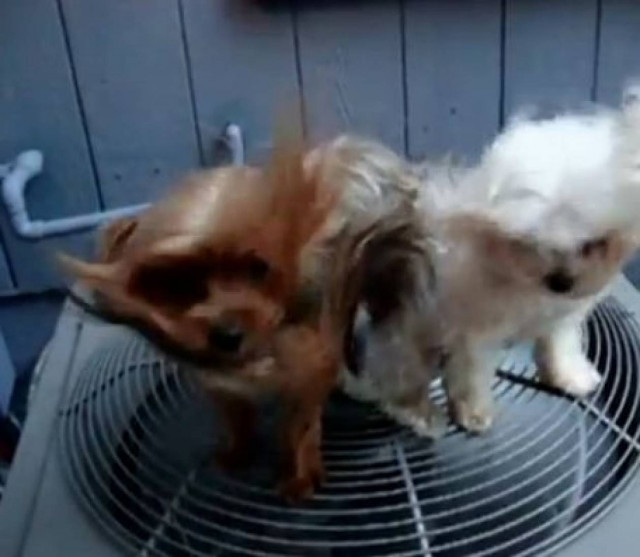 Βίντεο: Όταν οι σκύλοι δροσίζονται