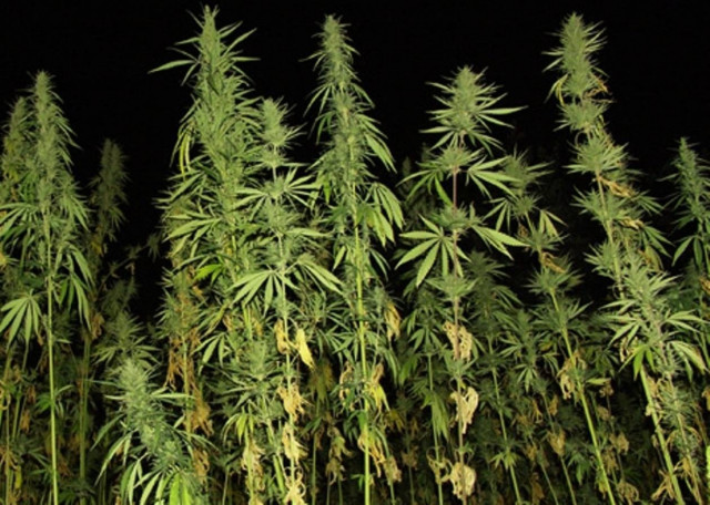 Καλλιεργούσε κάνναβη αλλά τον έκαναν «τσακωτό»