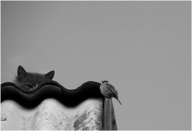 Αρθρο: Η γάτα και οι τράπεζες…