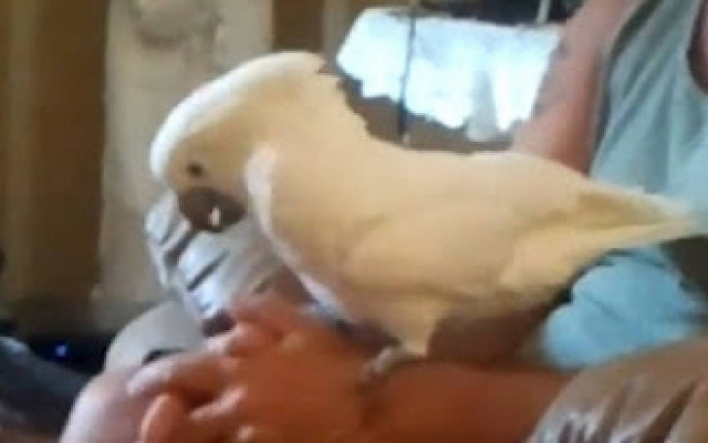 Ένας... ροκ παπαγάλος (vid)