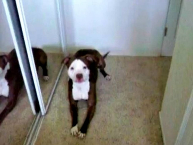 Ξεκαρδιστικό βίντεο: Το Pitbull φοβάται το μπάνιο!