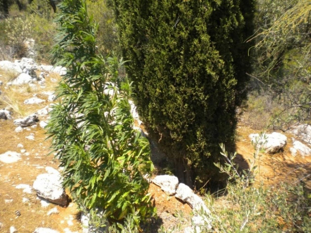 Εντοπίστηκε φυτεία χασίς στο άλσος Φιλοθέης