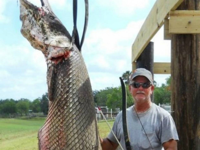 Απίστευτο: Έπιασε ψάρι – αλιγάτορα βάρους 136 κιλών με ένα βέλος (pic)