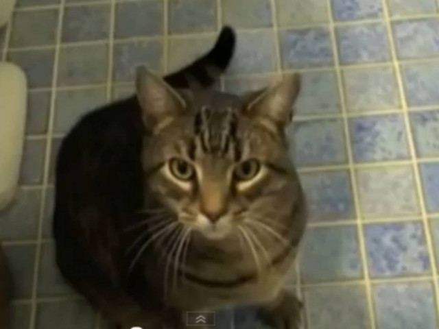 H γάτα που συμπεριφέρεται σαν σκύλος! (vid)