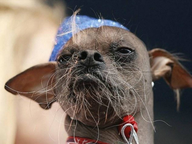 Δείτε: Αυτός είναι ο πιο άσχημος σκύλος στον κόσμο! (pics)