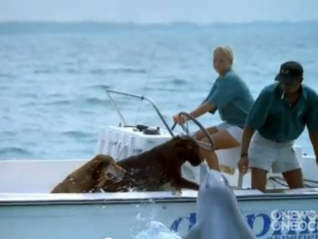 Εκπληκτικό βίντεο: Δελφίνι φιλάει στο στόμα σκύλο!