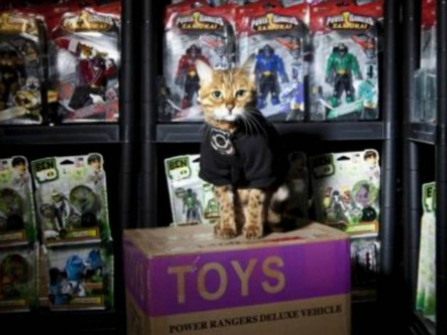 Προσέλαβαν για σεκιούριτι... μια γάτα! (pics)