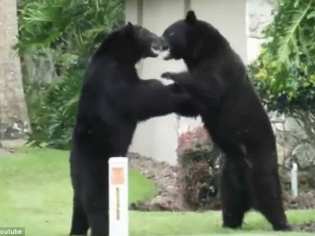 Αρκούδες τσακώνονται... on camera! (vid)