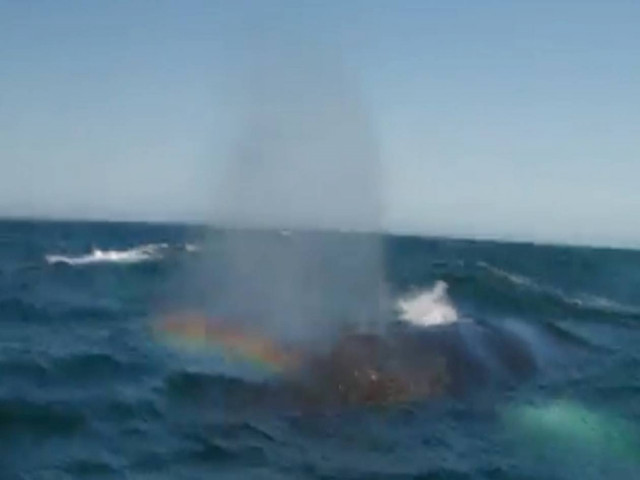 Φάλαινα «εκτόξευσε» ουράνιο τόξο (vid)