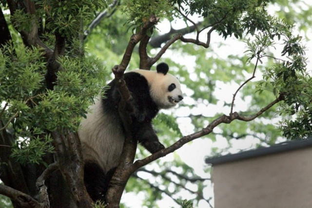 Ενθουσιασμός για την εγκυμοσύνη γιγάντιου πάντα