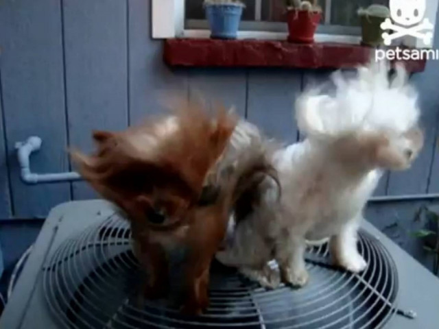 Απίστευτα κουταβάκια βρήκαν τρόπο να δροσίζονται! (vid)