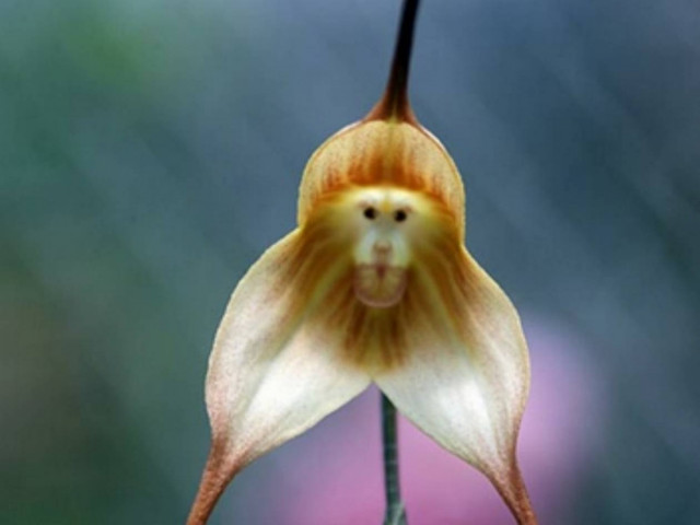 Απίστευτο: Ορχιδέα έχει σχηματισμένη πάνω στο φύλλο της μια μαϊμού!
