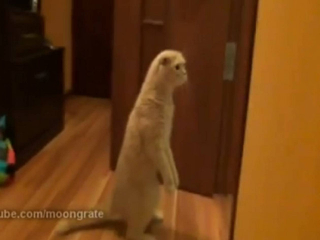 Αυτό σημαίνει περίεργη γάτα (vid)