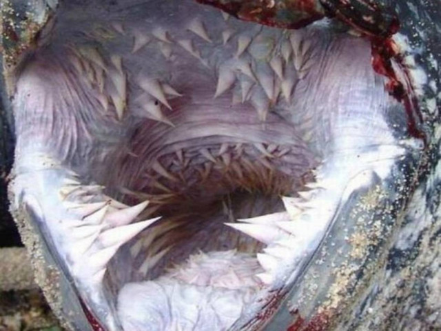 Σε τι ζώο ανήκουν αυτά τα σαγόνια; (pics)