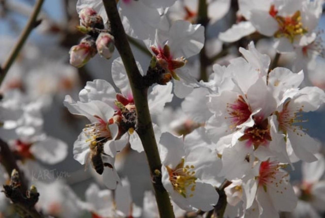 Ελπιδοφόρες αποδόσεις εμφανίζει η καλλιέργεια του αμύγδαλου